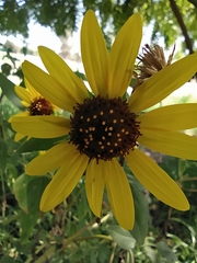 Helianthus