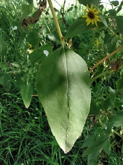 Helianthus
