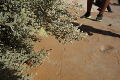 Colotis calais williami