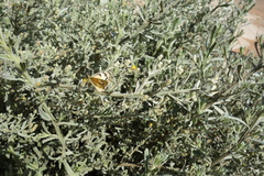 Colotis calais williami