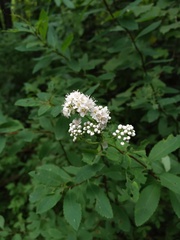 Spiraea alba latifolia