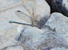 Argia tonto