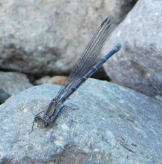 Argia tonto