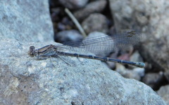 Argia tonto