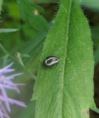 Calligrapha californica