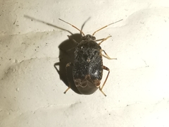 Charagochilus