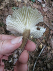 Lactifluus gerardii