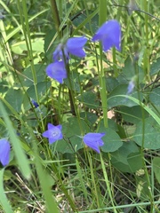 Campanula alaskana