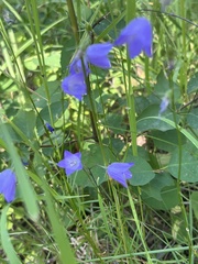 Campanula alaskana