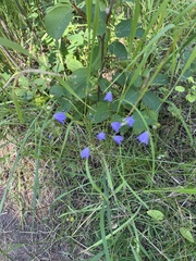 Campanula alaskana