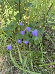 Campanula alaskana