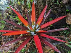 Guzmania nidularioides