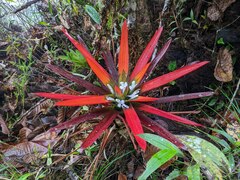 Guzmania nidularioides