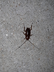 Blattinae