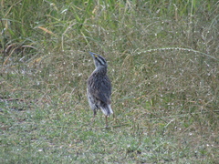 Sturnella magna auropectoralis