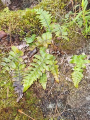 Cranfillia deltoides