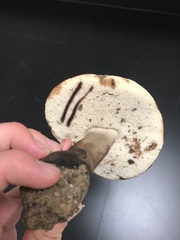 Tylopilus atronicotianus