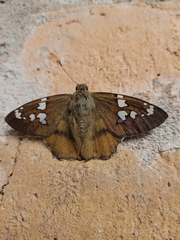 Nascus phocus