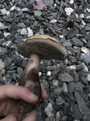 Tylopilus atronicotianus