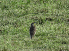 Sturnella magna auropectoralis