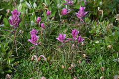 Castilleja raupii
