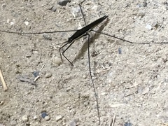 Aquarius elongatus