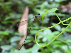 Protosticta khaosoidaoensis