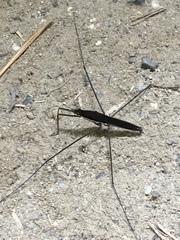 Aquarius elongatus