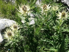 Cirsium spinosissimum