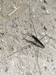Aquarius elongatus