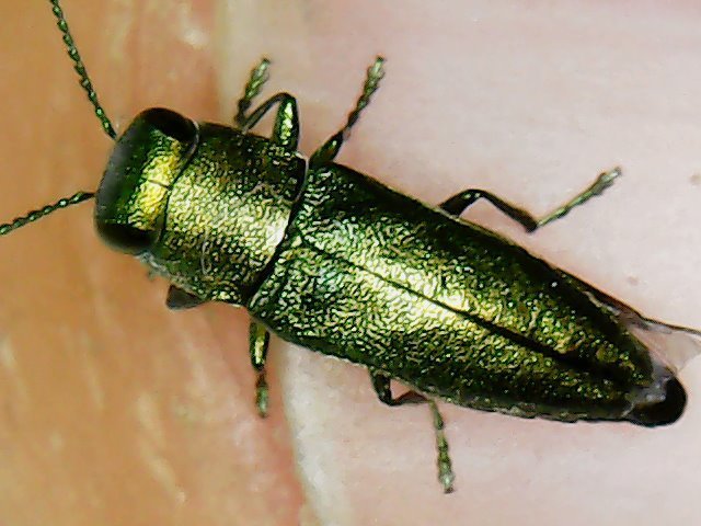 Anthaxia laticeps