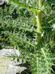 Cirsium spinosissimum