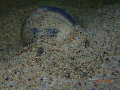 Bulla ampulla