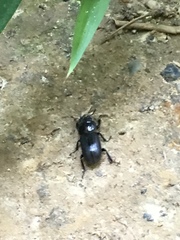 Dorcus rectus rectus