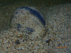 Bulla ampulla