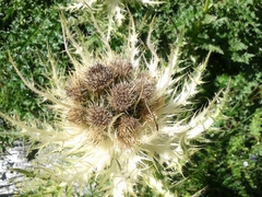 Cirsium spinosissimum