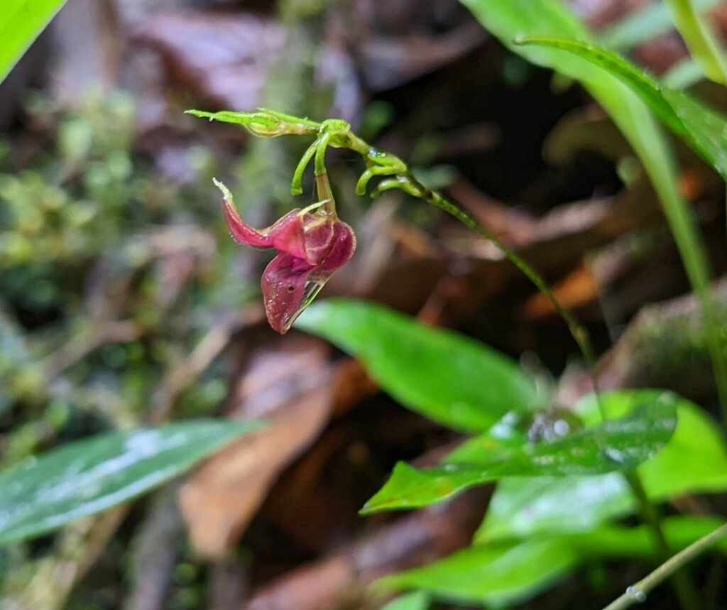 Scaphosepalum odontochilum