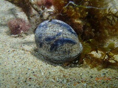 Bulla ampulla