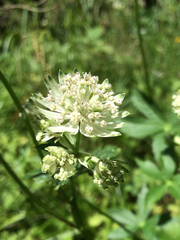 Astrantia major