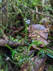 Epidendrum fimbriatum