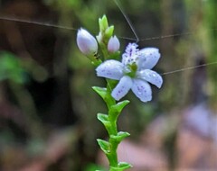Epidendrum fimbriatum