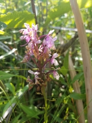 Platanthera psycodes