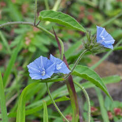 Jacquemontia sphaerostigma