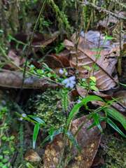 Epidendrum fimbriatum