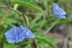 Jacquemontia sphaerostigma