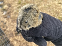 Dicrostonyx groenlandicus