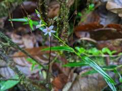 Epidendrum fimbriatum