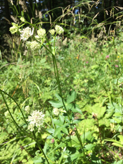 Astrantia major