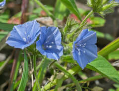 Jacquemontia sphaerostigma