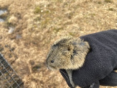 Dicrostonyx groenlandicus